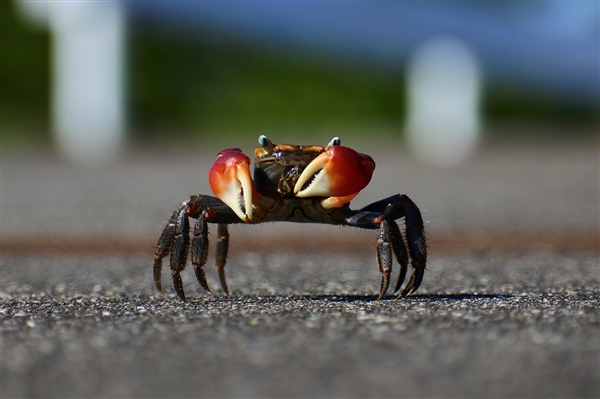 中国夫妇日本旅游抓683只蟹被抓 称食用不知是保护动物：网友感叹